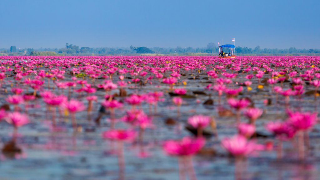 met lotussen bedekt meer 