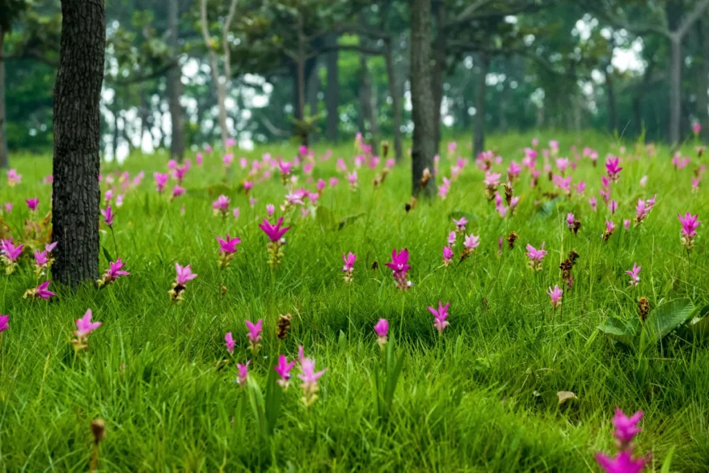 Chaiyaphum-Pa-Hin-Ngam-National-Park-อุทยานแห่งชาติป่าหินงาม