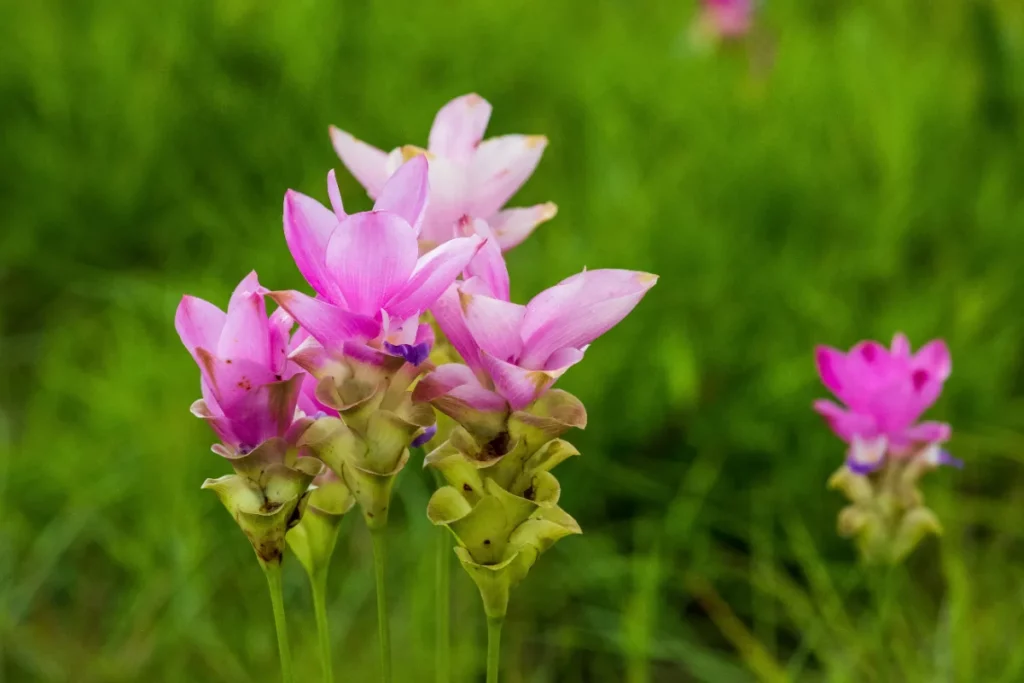 Chaiyaphum-Pa-Hin-Ngam-National-Park-อุทยานแห่งชาติป่าหินงาม