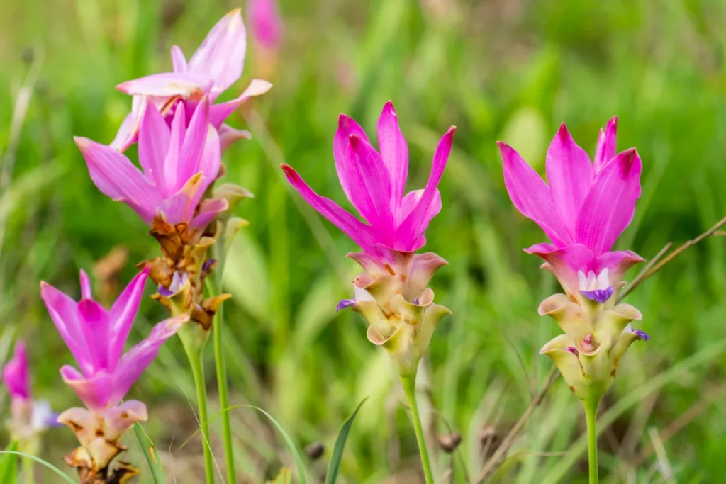 Chaiyaphum-Sai-Thong-National-Park-