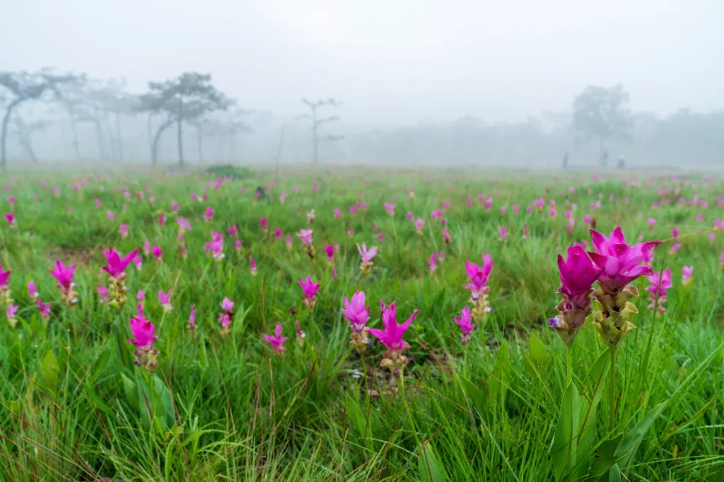 Chaiyaphum-Sai-Thong-National-Park-