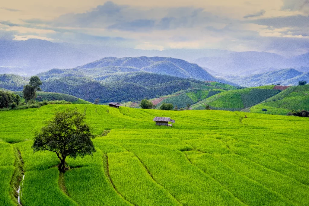 Chiang-Mai-Bong-Piang-Rice-Field-Mae-Chaem