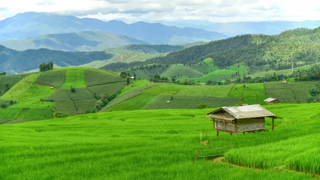 Cabane en bois au milieu des rizières vertes de Pa Bong Piang, avec des collines cultivées et des montagnes boisées en arrière-plan.