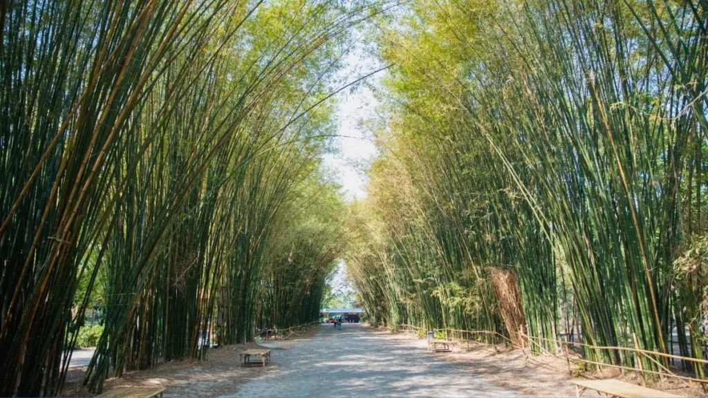 
Nakhon-Nayok-Bamboo-Grove