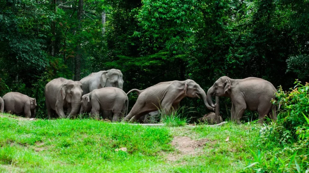Nakhon-Nayok-Khao-Yai-National-Park