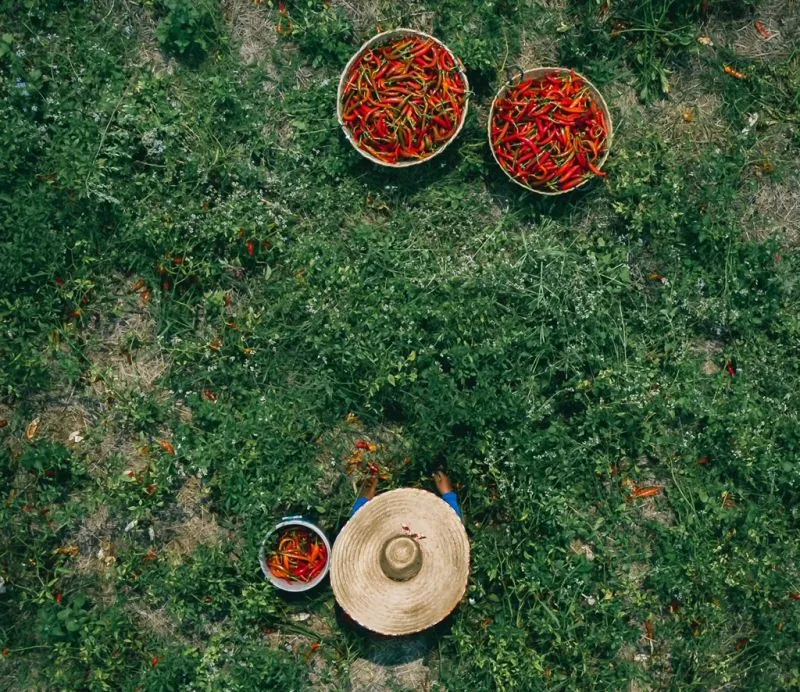 Chili in Nan