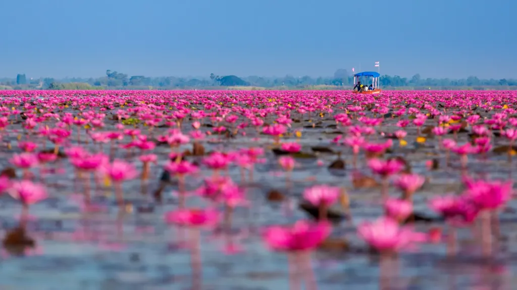 met lotussen bedekt meer