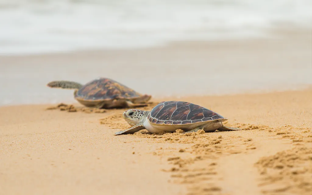 Sea Turtle Conservation Festival