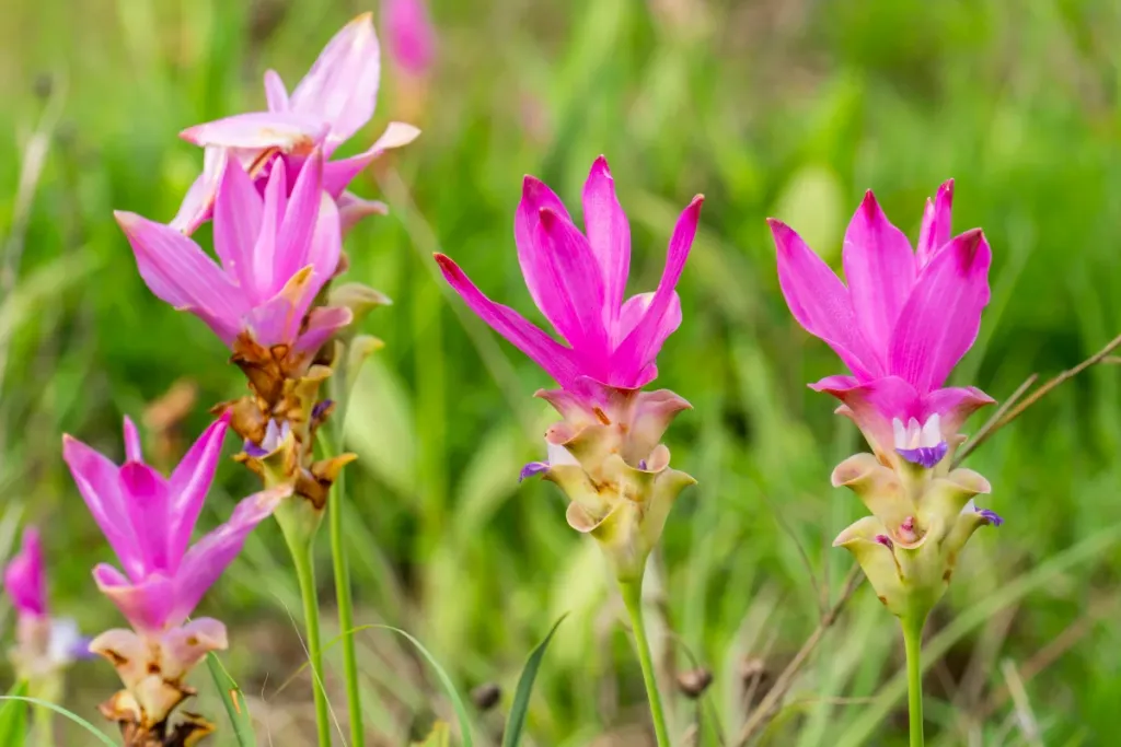 Chaiyaphum-Sai-Thong-National-Park-