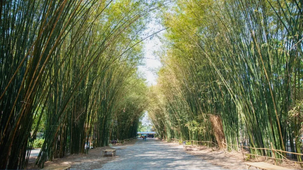 Nakhon-Nayok-Bamboo-Grove